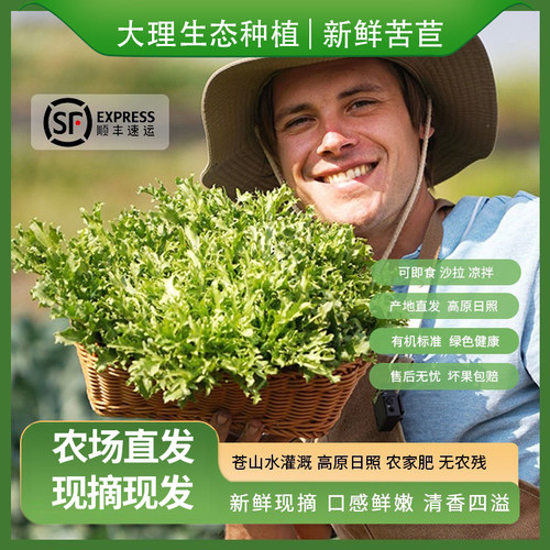 苦苣新鲜生态种植沙拉包顺丰