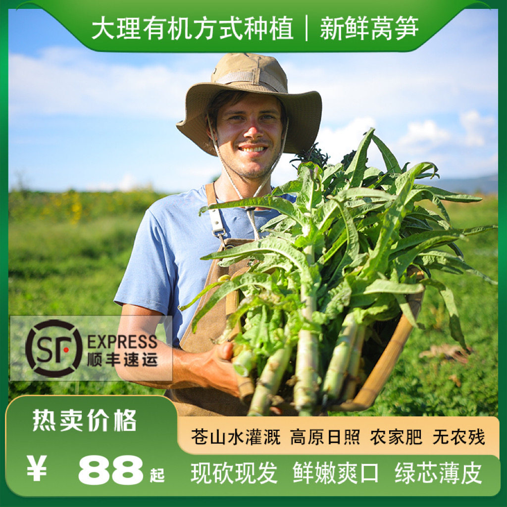 云南大理有机方式种植莴笋新鲜蔬菜当季青笋尖带叶凤尾涮火锅现摘