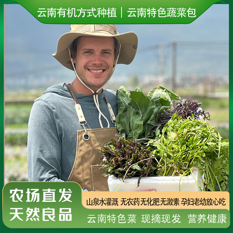 云南有机方式种植大理特色小众蔬菜叶类菜冰草随机发现摘野菜顺丰