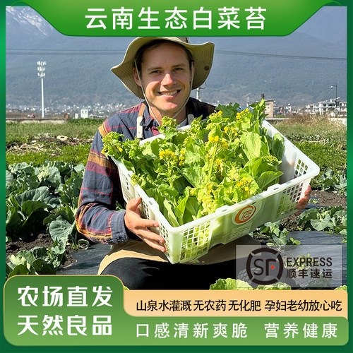 大理有机方式种植白菜苔现摘顺丰