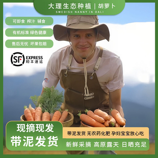 大理露天有机方式 种植胡萝卜云南生吃即食榨绿汁新鲜蔬菜辅食现挖