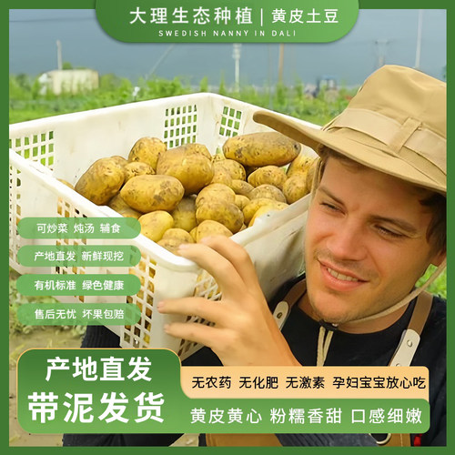 生态土豆黄皮云南现挖粉糯老品种