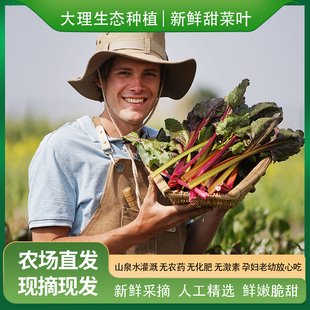 大理生态种植甜菜榨汁蔬菜新鲜染色家用生吃食疗绿汁安疗现摘顺丰