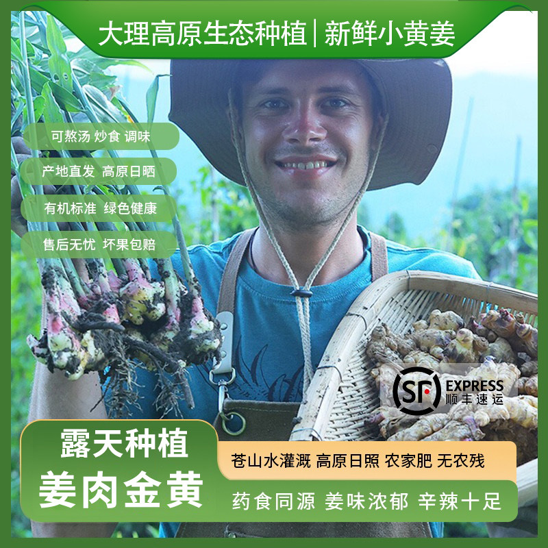 云南高原生态种植小黄姜嫩姜鲜姜高山辛辣月子榨汁熬汤炒调味顺丰