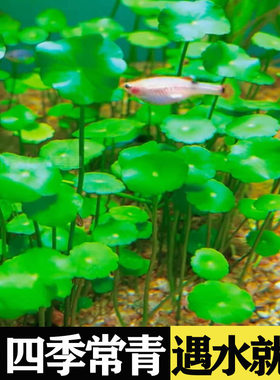 水草种子生态玻璃瓶真植物籽
