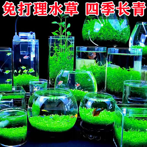 生态玻璃鱼缸小型乌龟水草种子