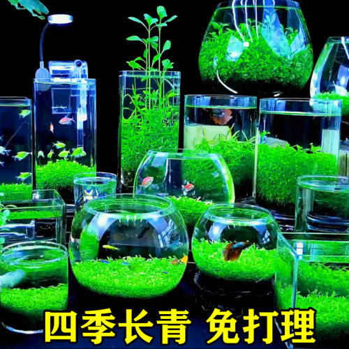 水草种子生态玻璃瓶真植物种籽孑