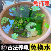 古法乌龟缸超白玻璃别墅生态一体饲养箱大小型造景晒台鱼龟混养缸