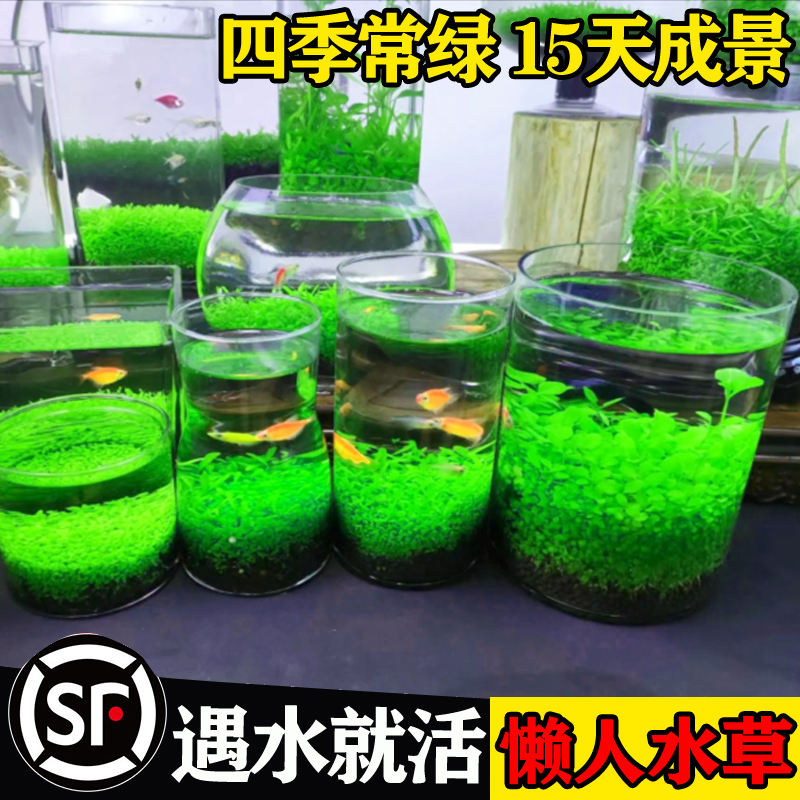 生态玻璃鱼缸小型乌龟水草绿