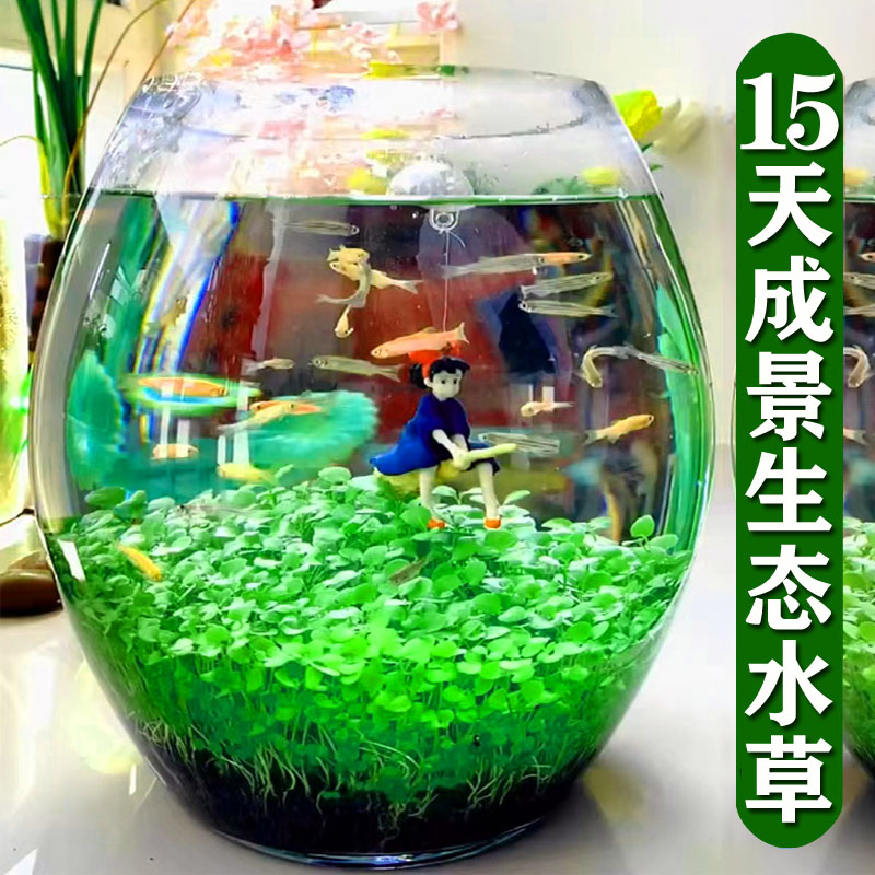 鱼缸水草种子生态玻璃瓶造景