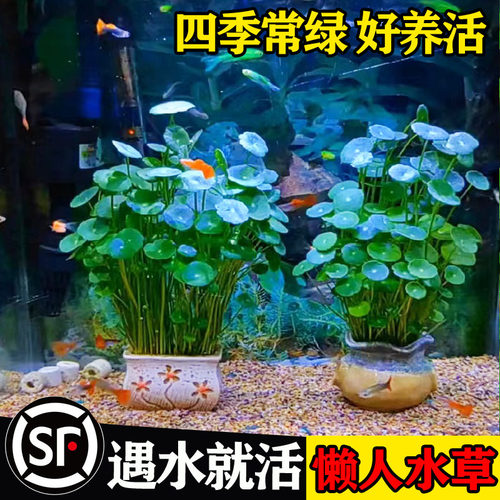 水草种子生态玻璃瓶真植物籽