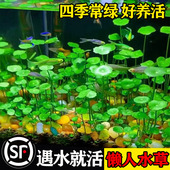 水草种子生态玻璃瓶真植物种籽盆栽套餐水培绿植铜钱草缸鱼缸造景