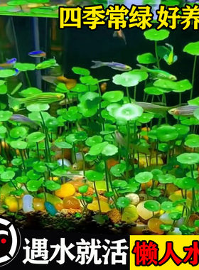 铜钱草鱼缸造景真植物