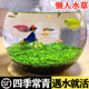 鱼缸水草种子生态玻璃瓶造景竹节植物种籽孑水培阴性真草盆栽装 饰