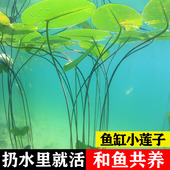 莲花草缸睡莲水草种子植物鱼缸造景懒人活体荷花养鱼四季 种籽浮萍