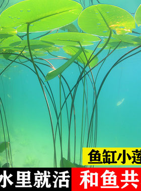 水草草缸睡水种子植物鱼造景