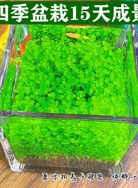 桌面生态瓶diy材料微景观科学