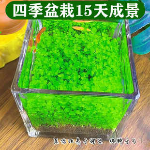 鱼缸生态水草种子玻璃瓶绿植物桌面生态瓶diy材料微景观科学作业