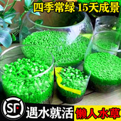 生态玻璃鱼缸小型乌龟缸水草新款 饰 绿植物真草造景桌面客厅家用装