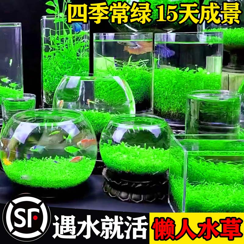水草种子生态玻璃瓶真植物籽