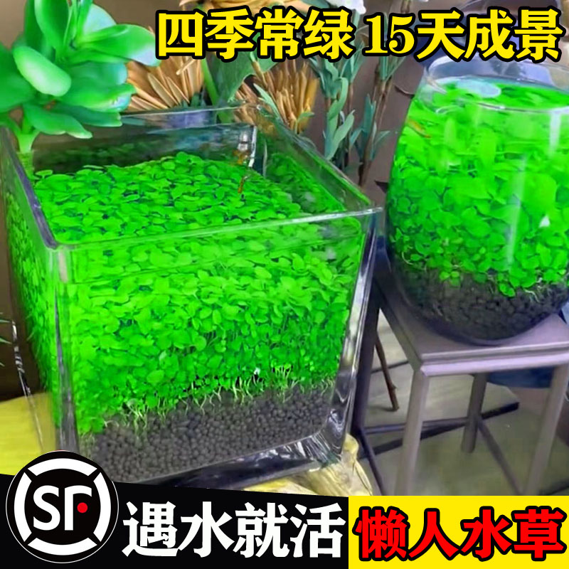 鱼缸水草种子生态玻璃瓶造景