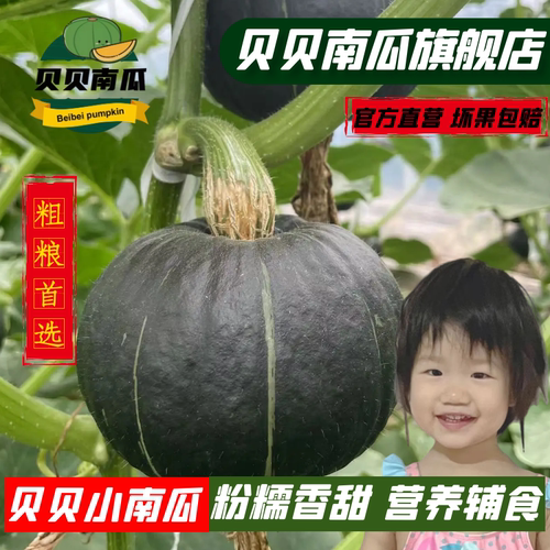 贝贝南瓜正宗板栗味小南瓜旗舰店