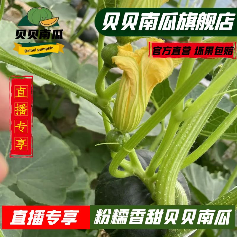 粉糯香甜 粗粮首选