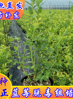 蓝莓树果苗南北高从组培脱毒一年苗苔藓苗盆栽地栽阳台庭院南高25