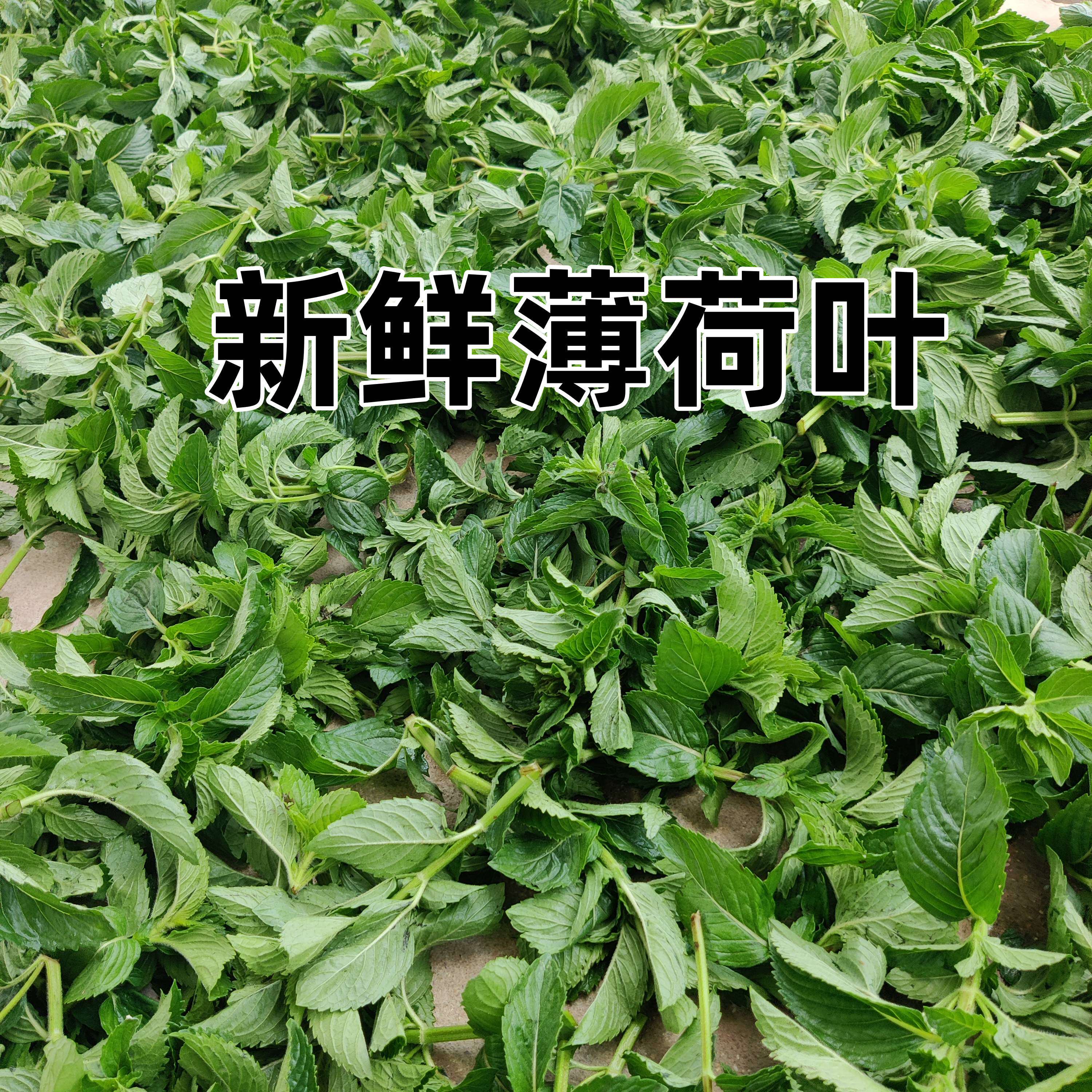 新鲜清凉薄荷干薄荷叶泡茶清凉土薄荷食用药用薄荷提神醒脑去口臭