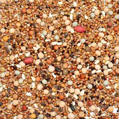 营养鸽粮无玉米营养赛飞饲料信鸽观赏鸽子粮食鸟食10斤包邮5kg