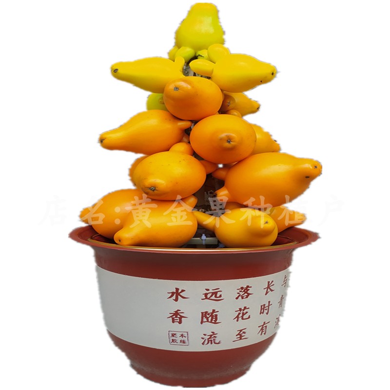 黄金果造型盆景人工制作观赏供佛供奉寺庙年景摆放桌面福禄果带盆