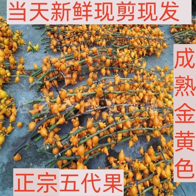 自种自销五代果鲜花新鲜金黄耐放