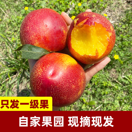 麻点大油桃！现摘现发！超大果！