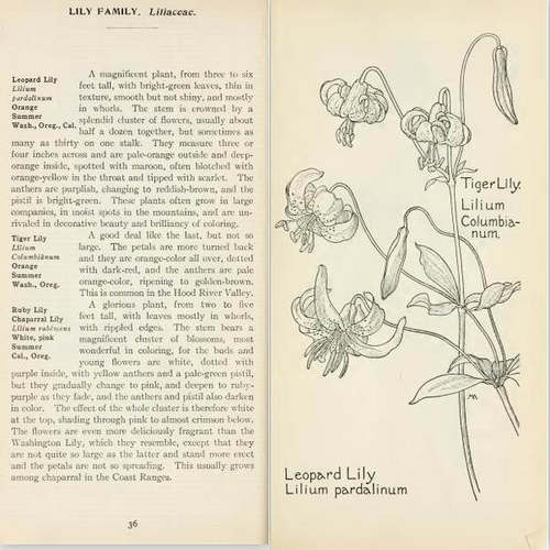 M155复古植物学插画 线稿 水彩fieldbookofweste00arms
