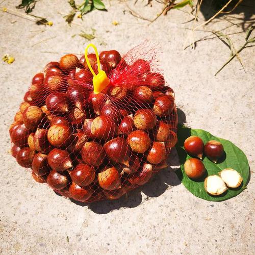 建瓯锥栗新鲜现摘大果即食现摘