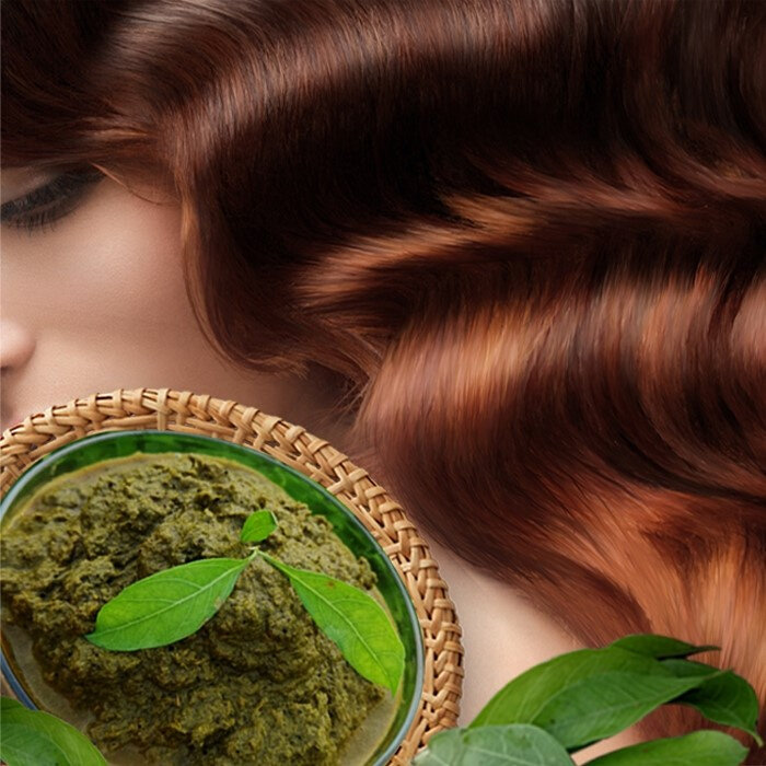 海南新鲜指甲叶染发盖白发200g植物染发剂天然植物自己在家染发