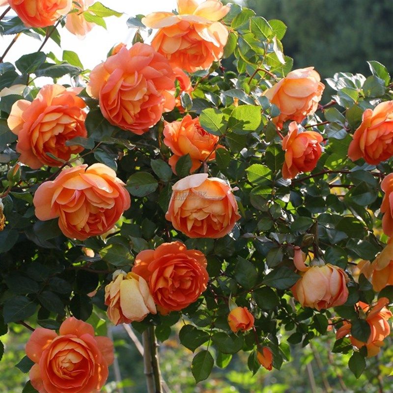 直立h灌d木月季帕特奥斯汀大花四季开花浓香月季