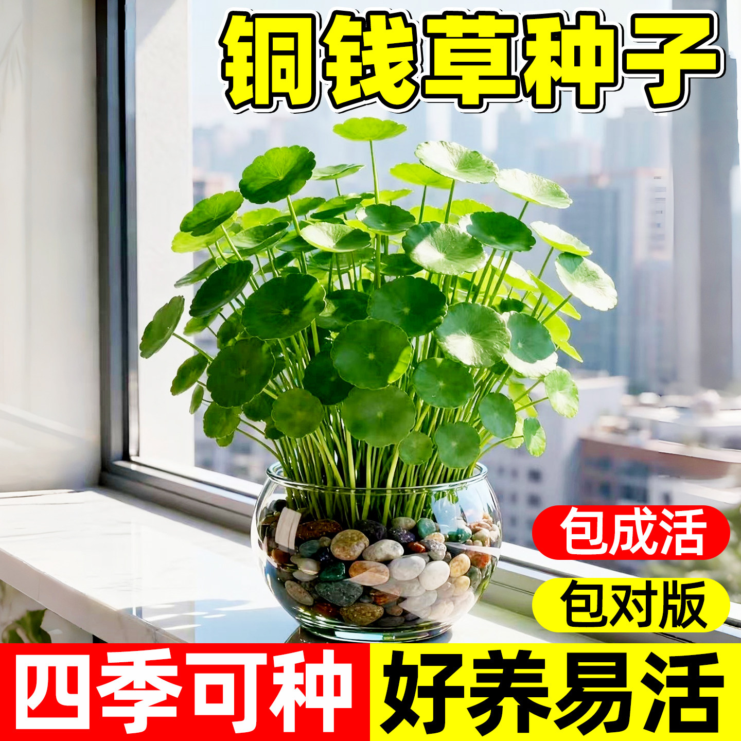 铜钱草种子水培草籽大小叶金钱草适合水养的室内绿植四季好养植物