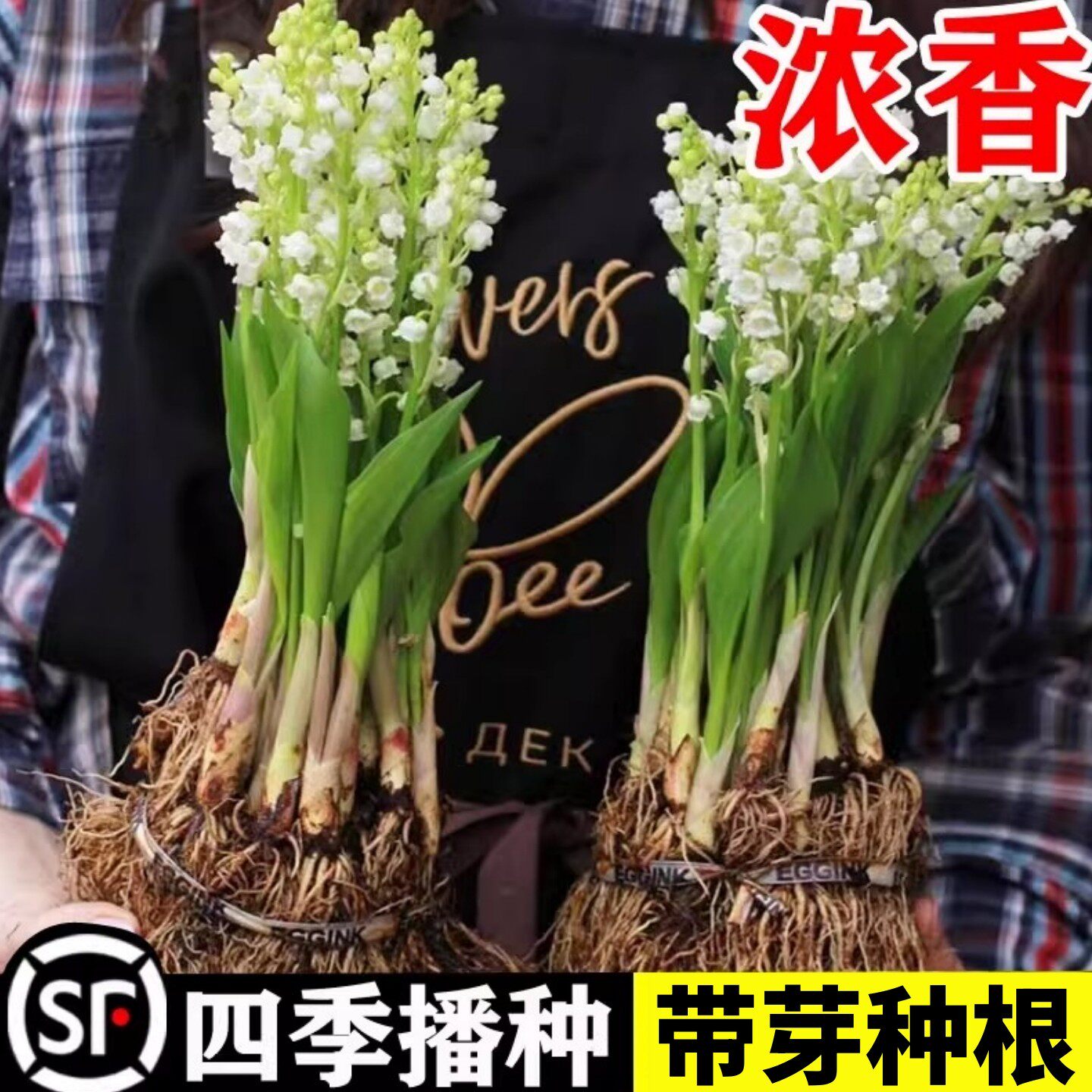 水培铃兰花苗带芽植物浓香型花卉室内外多年生耐寒绿盆栽好养活