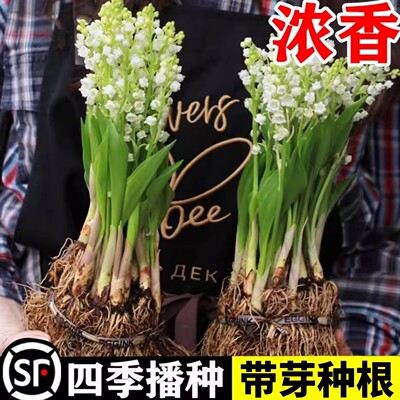水培铃兰花苗带芽植物浓香型花卉