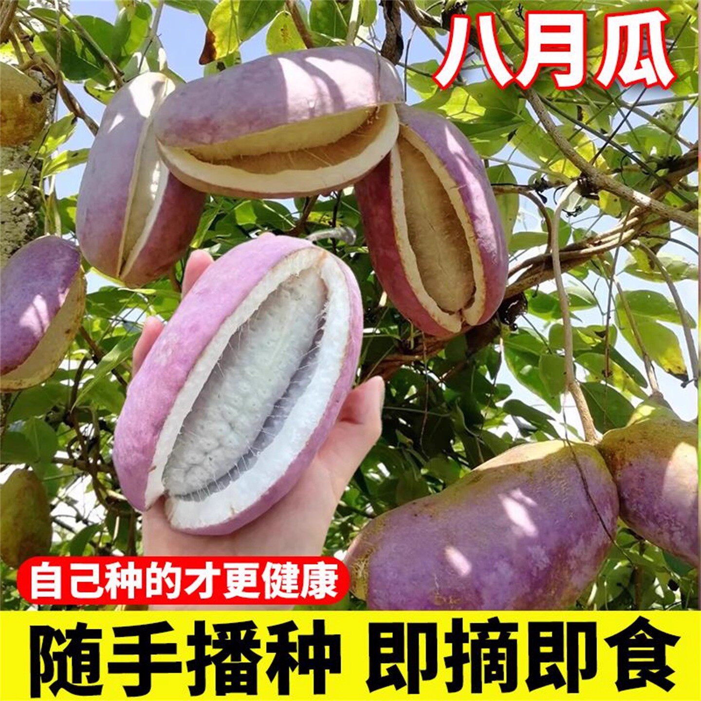 八月瓜种籽贵州野生8月瓜树苗籽少肉多庭院南北方种植八月炸种子