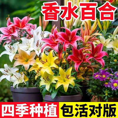 进口重瓣香水百合花种球盆栽