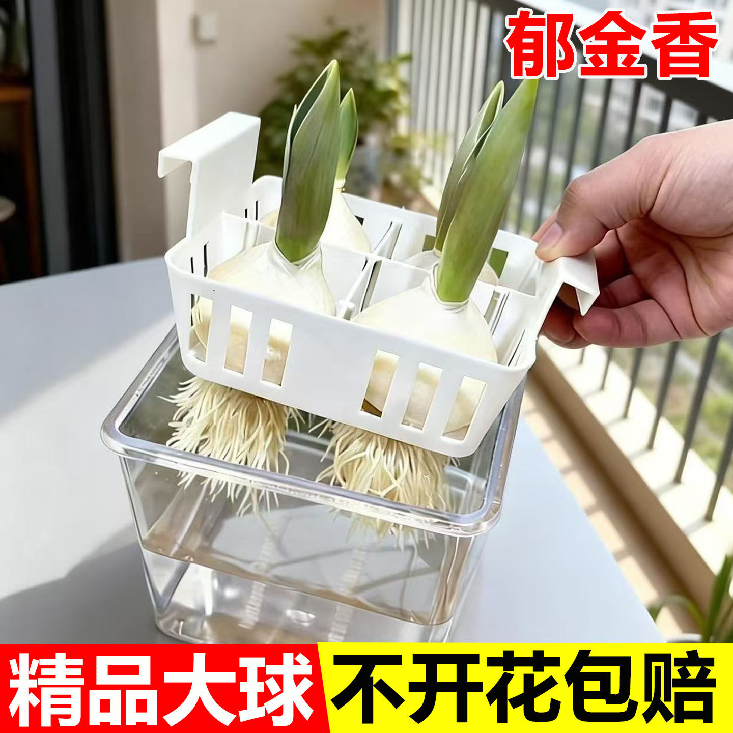 【含瓶套装】郁金香种球水培植物花耐寒多年生四季开花种盆栽花卉,鲜花速递/花卉仿真/绿植园艺,种球/裸根,淘宝优惠券,粉丝福利购,淘宝优惠卷