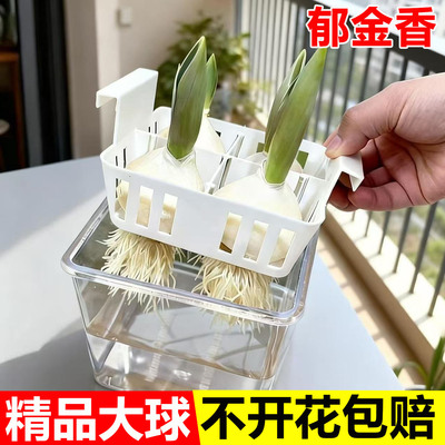 【含瓶套装】郁金香种球水培耐寒