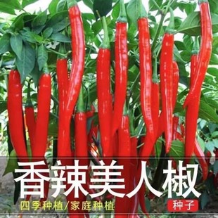 正宗摘不败美人椒种子大树红尖椒红辣椒种子特香辣四季盆栽菜种籽
