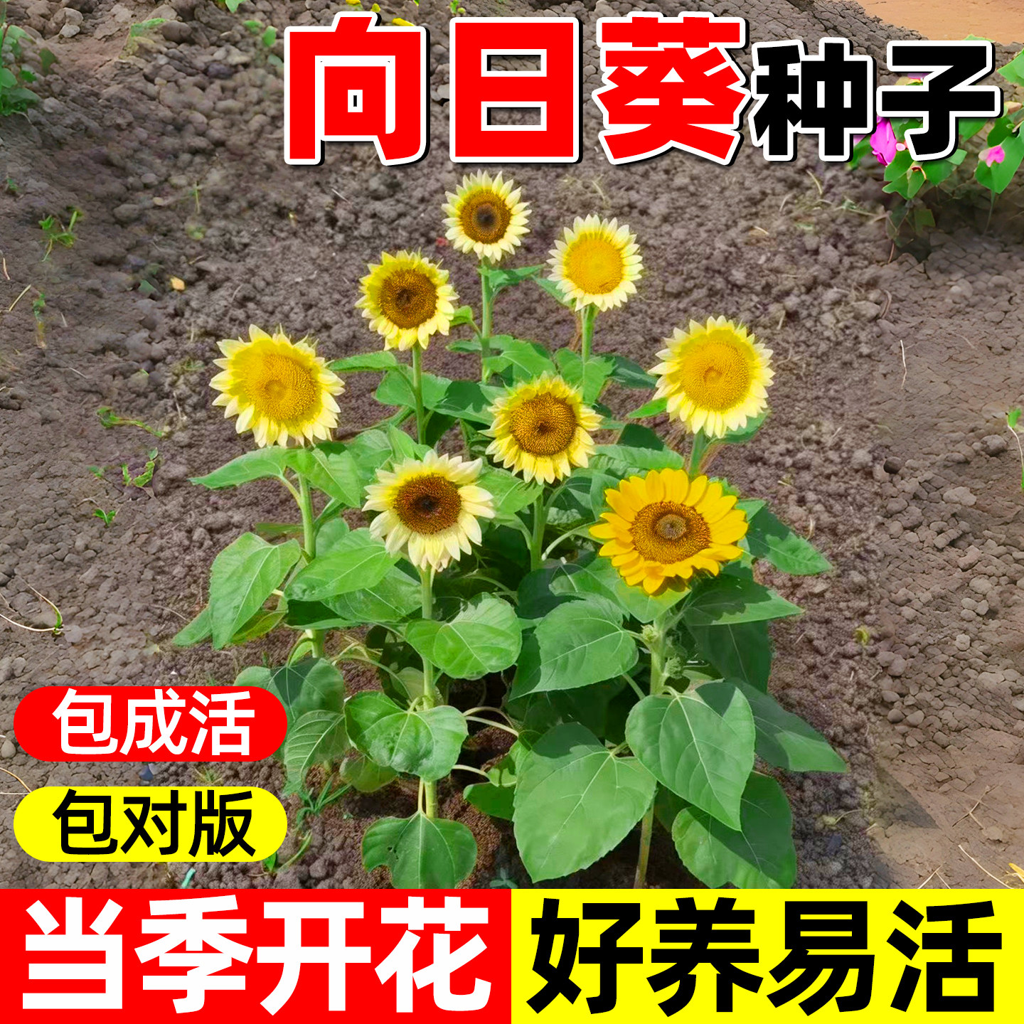 向日葵种子种孑一举夺魁阳台盆栽四季播种开花高杆观赏食用葵花籽