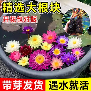 睡莲水培植物种子根块大带花苞水养莲花荷花四季播种鱼缸庭院池塘