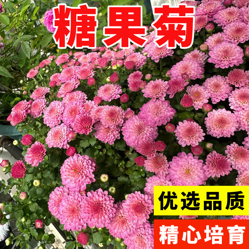 彩虹糖果小雏菊花种子籽四季播种植物室内室外花卉好养易种活花籽