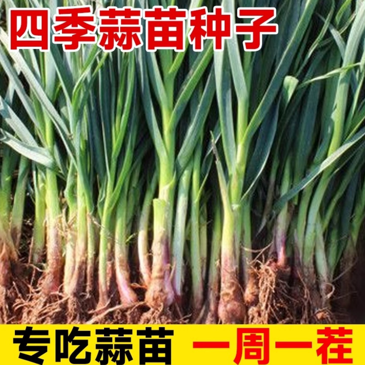 四季宽叶蒜苗种大子籽头