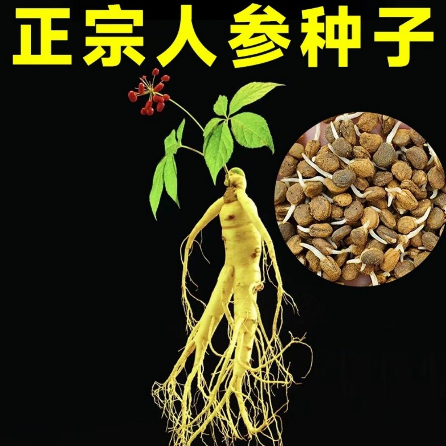 人参种籽长白山野山参种子中草药材种孑四季种植苗阳台庭院盆栽苗,鲜花速递/花卉仿真/绿植园艺,家庭园艺种子,淘宝优惠券,粉丝福利购,淘宝优惠卷